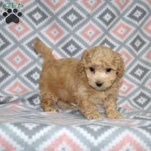 Parker, Bich-Poo Puppy